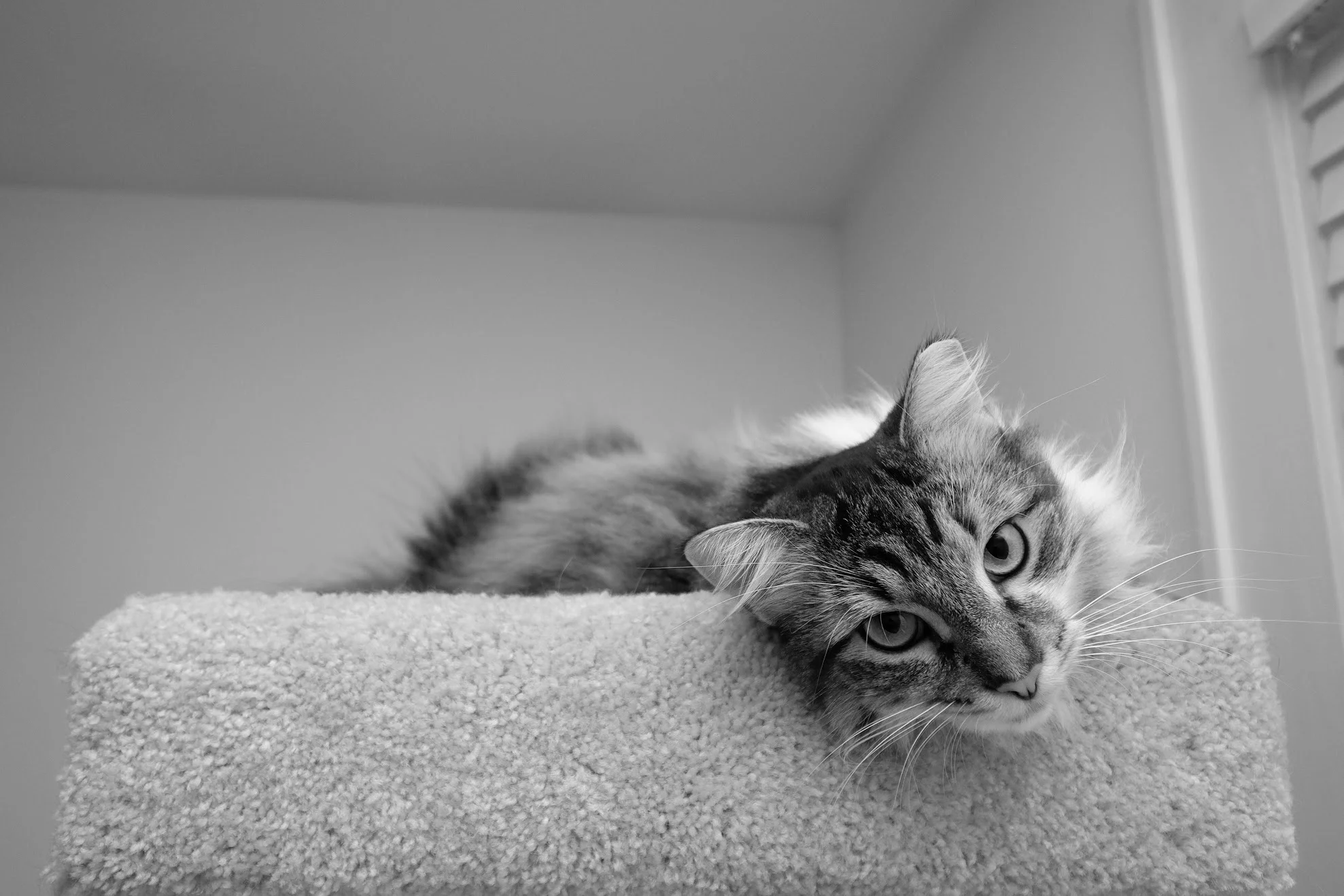 creatures claudia 2.JPG