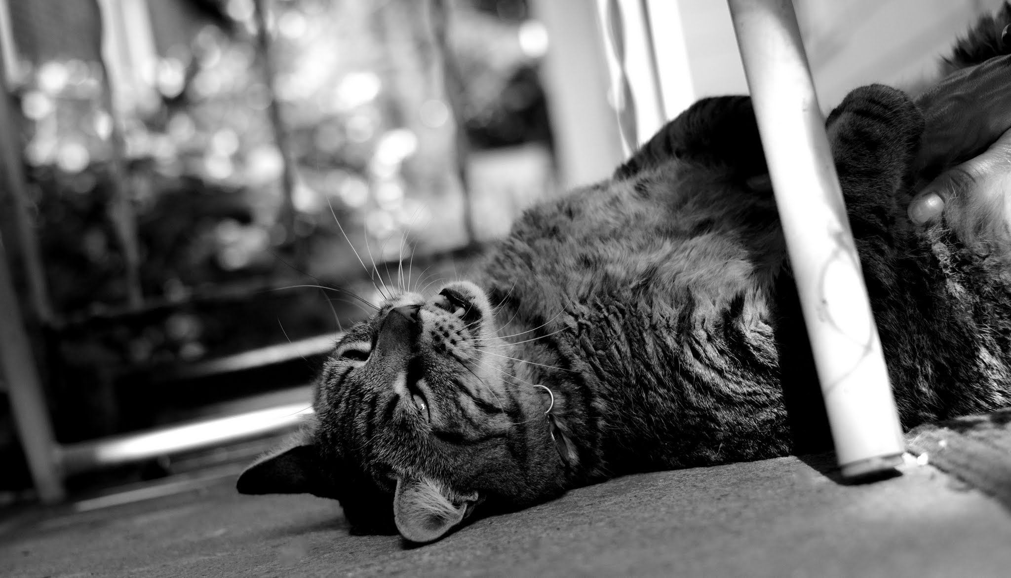 street cat.JPG