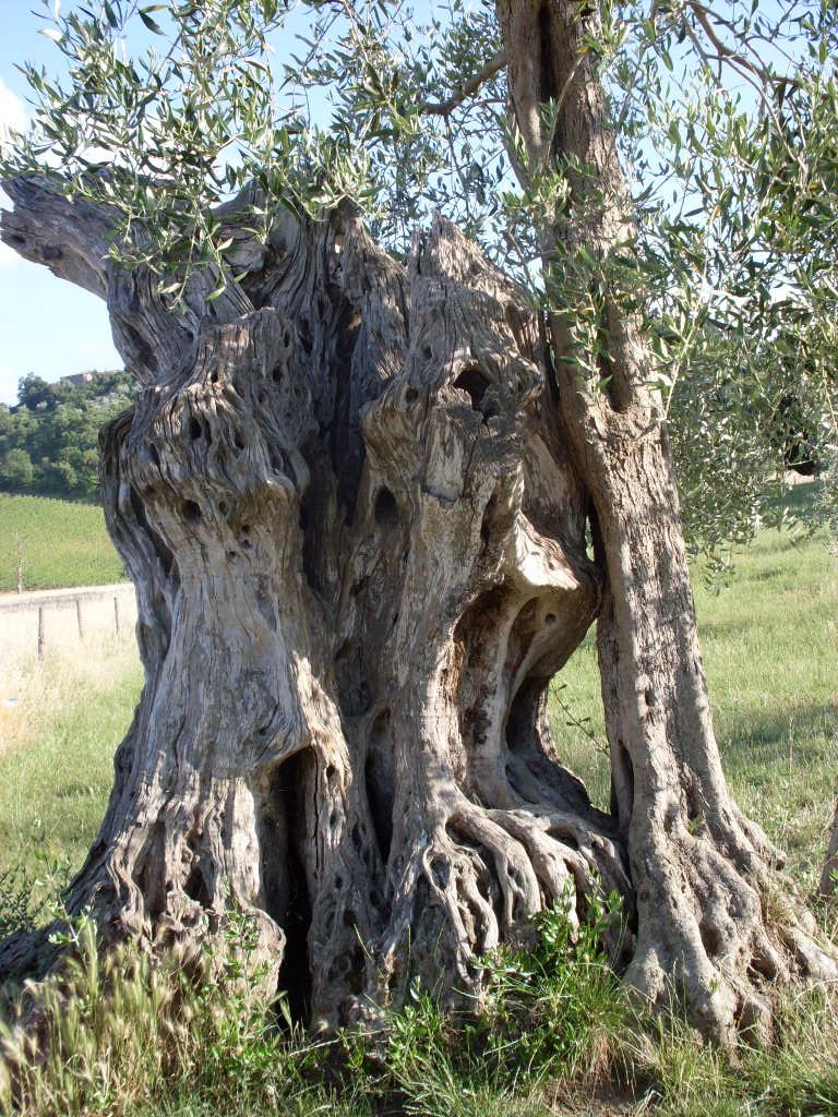 SDC11221.JPG.jpg