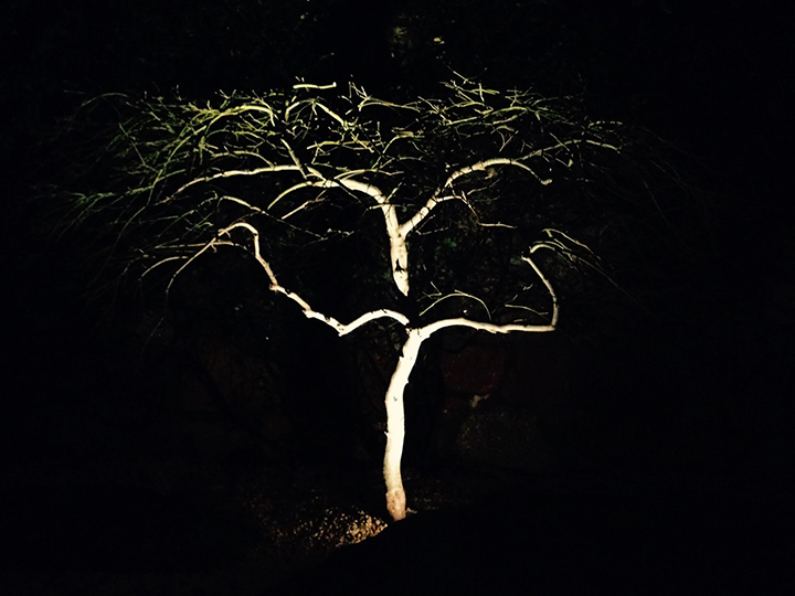 illuminated_tree.jpg