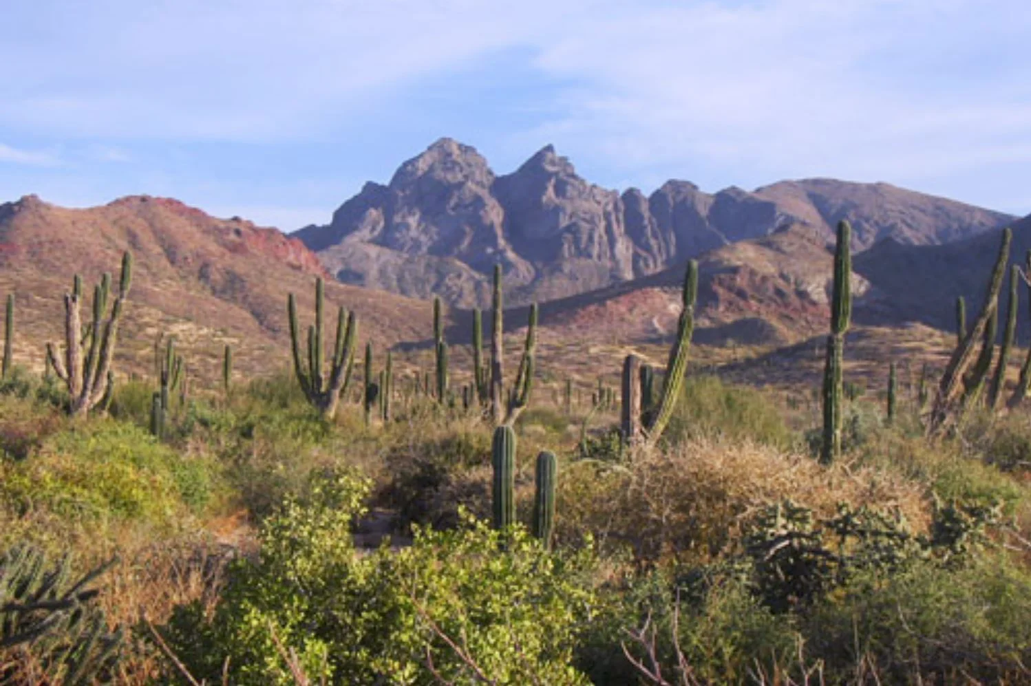 Mexican desert