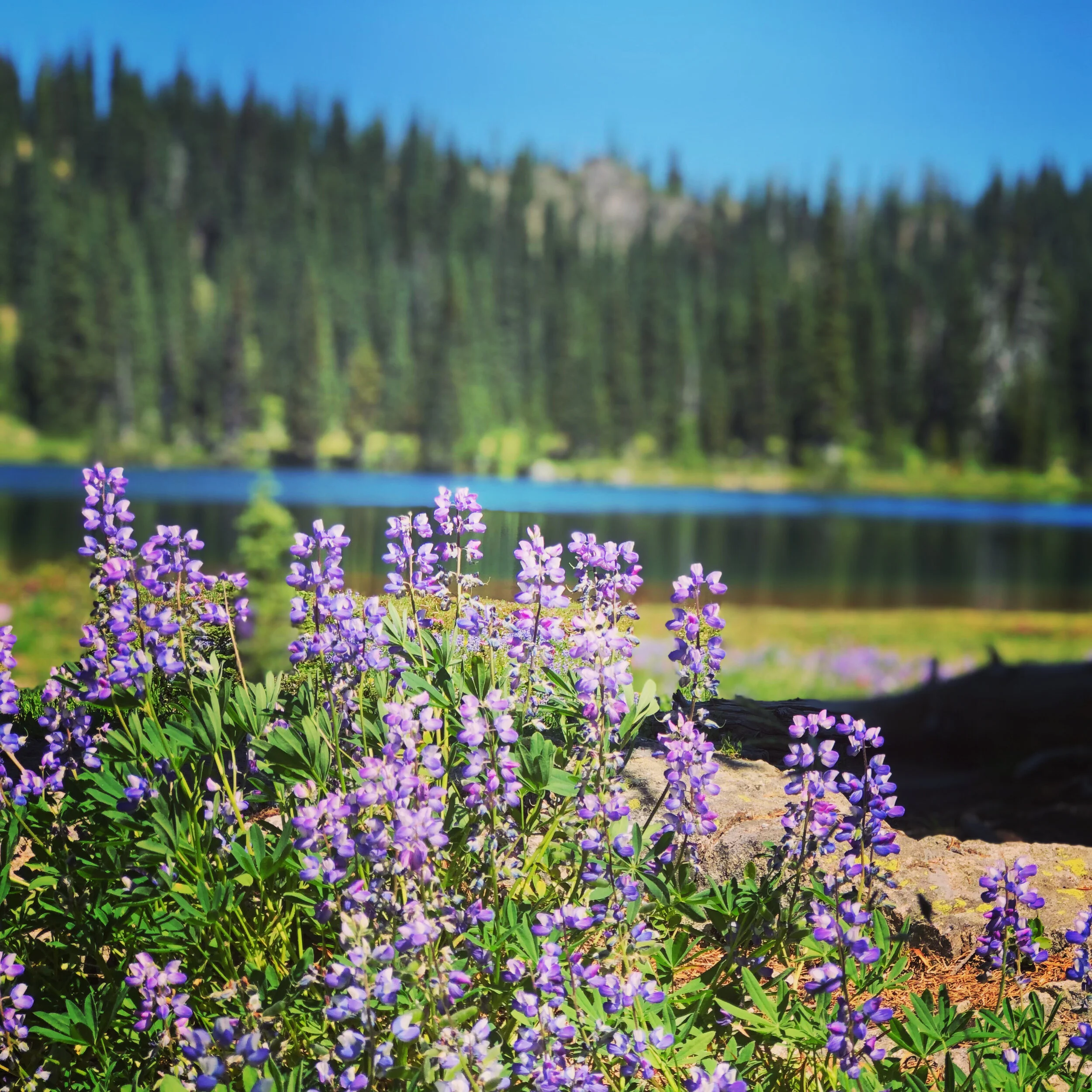 Restoring Integrity in 4 steps Makes Your Entire Life Work-out.