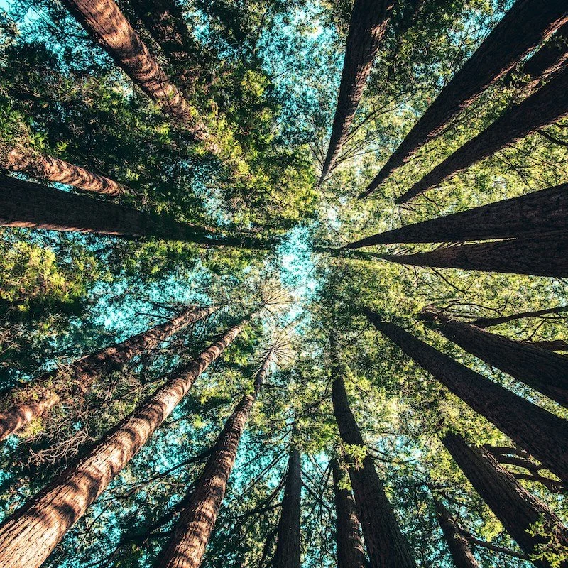 nature trees.jpg