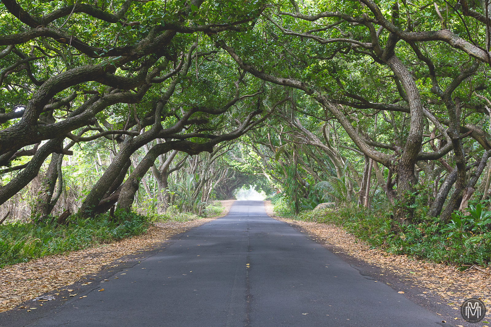 Red-Road-Puna-Hawaii-1.jpg