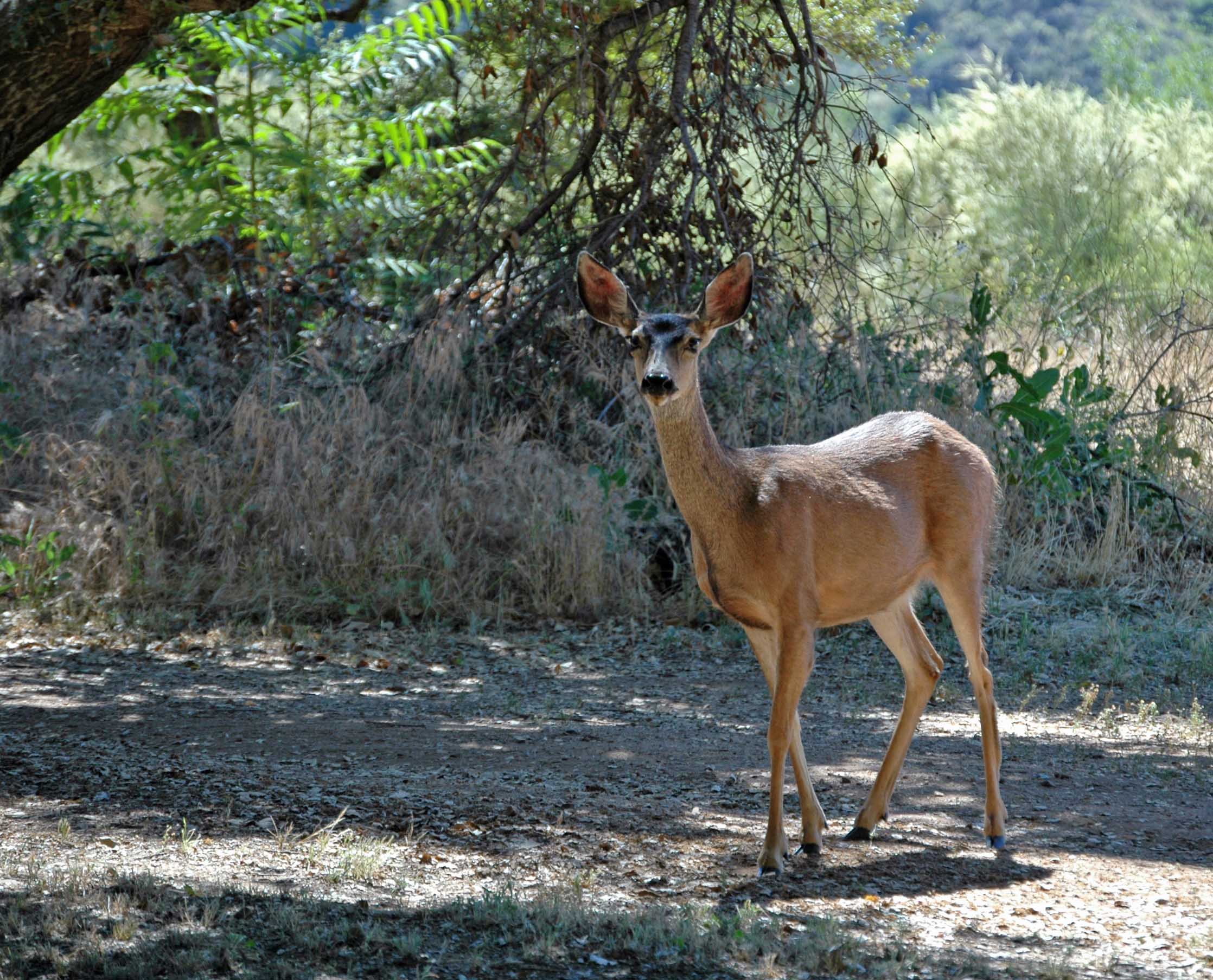 deer closeup.jpg