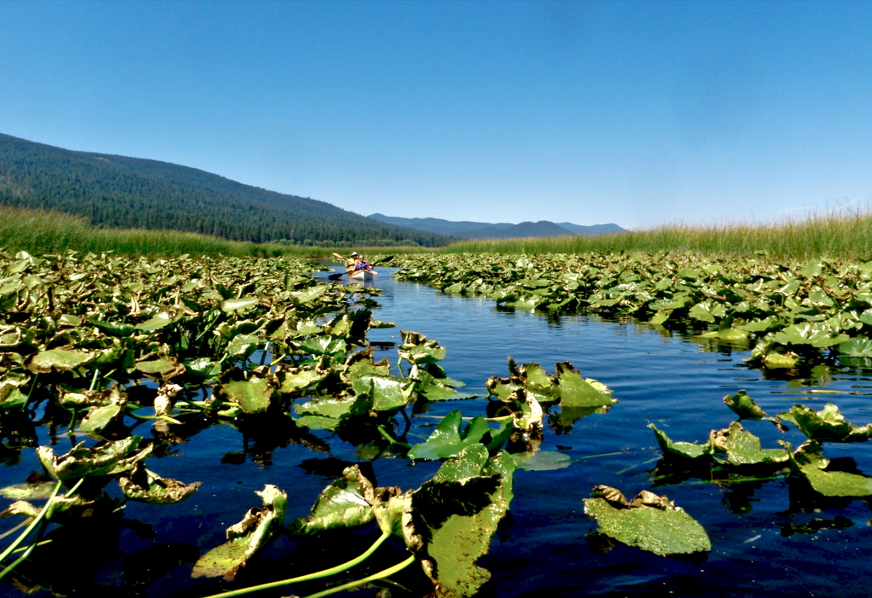 Pelican Bay Marsh Area Kayaking Just 1/2 Mile Away!