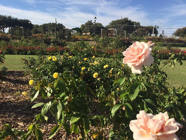 Taking time to stop and smell the roses at the Farmer's Branch Rose Garden @authorcmhealy