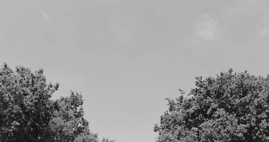 IMG_1613_banner.jpg