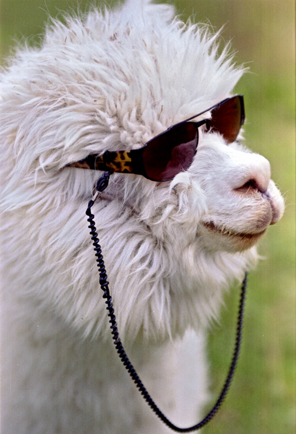 alpaca with attitude