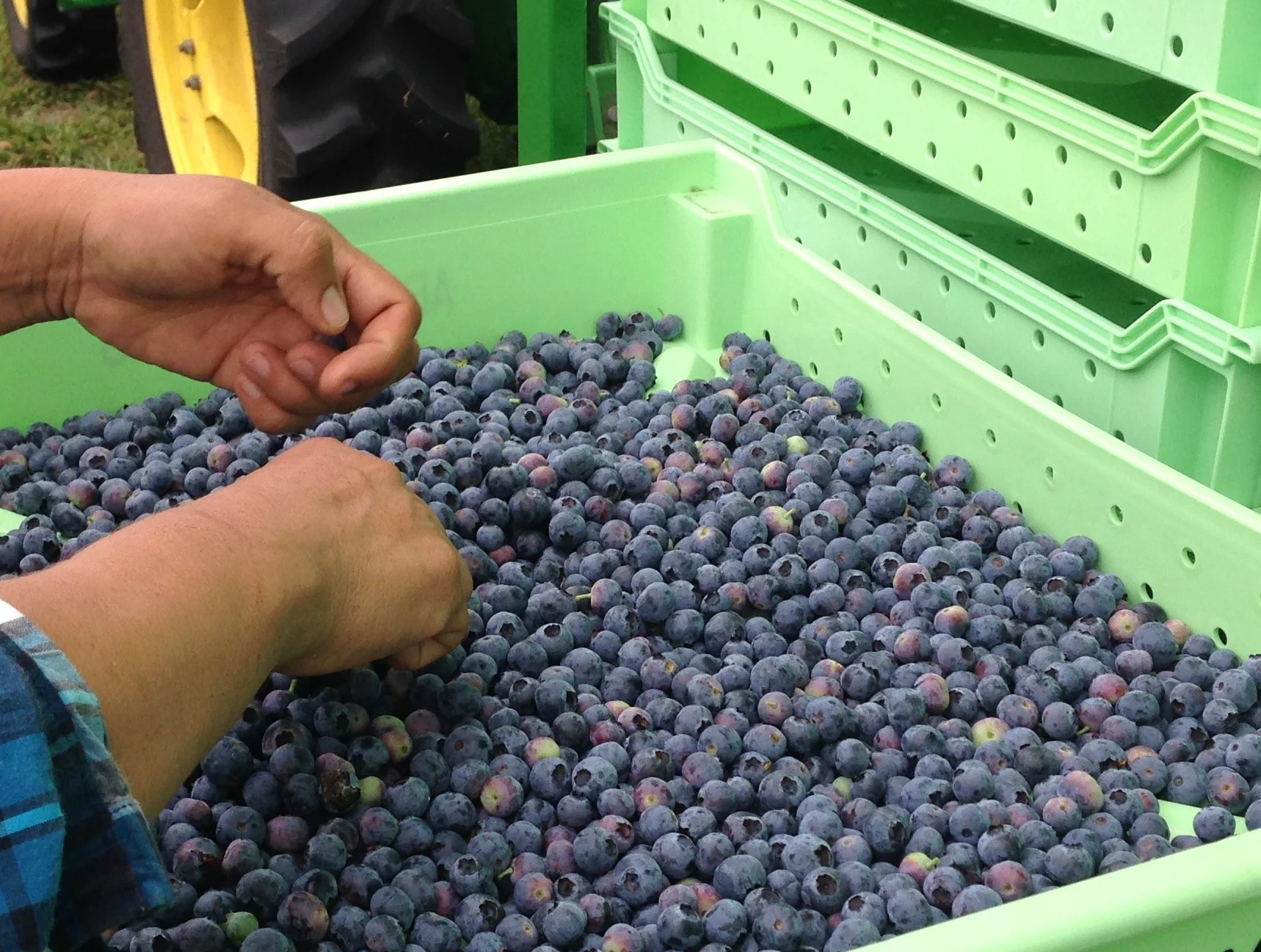 In-the-field cleaning during harvest.