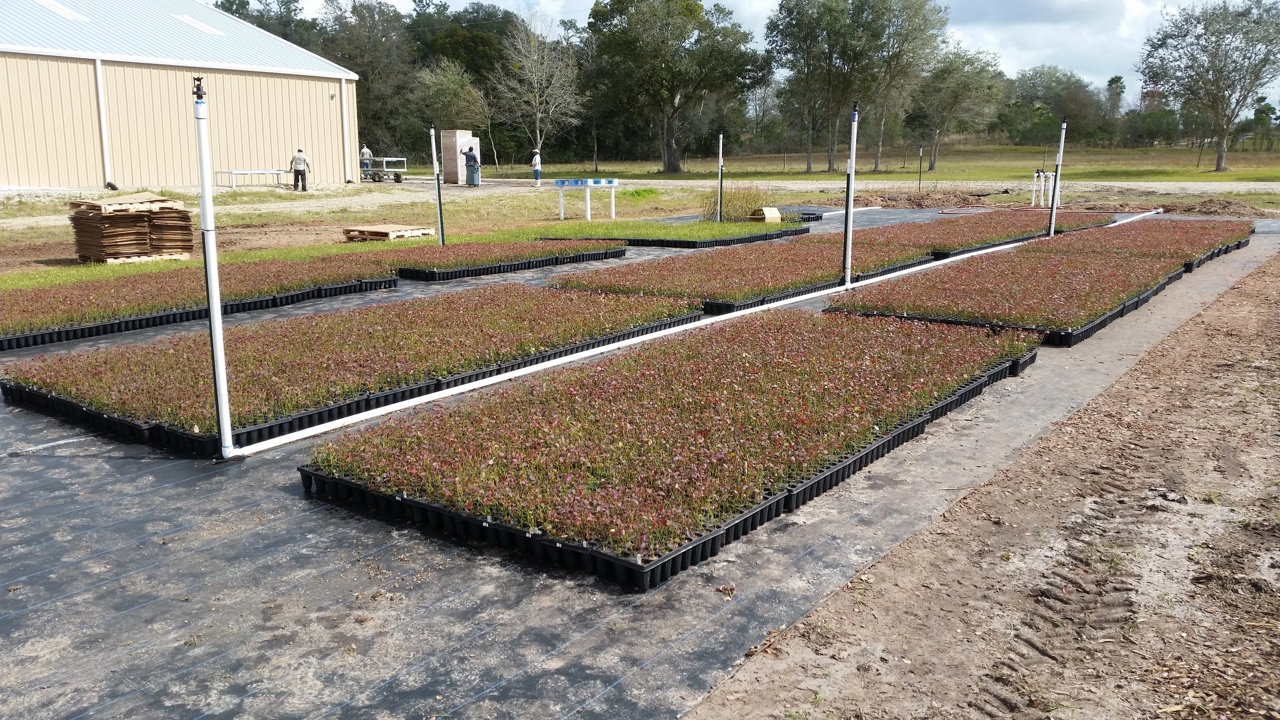 Thousands of young blueberry plants in our nursery, ready for planting.