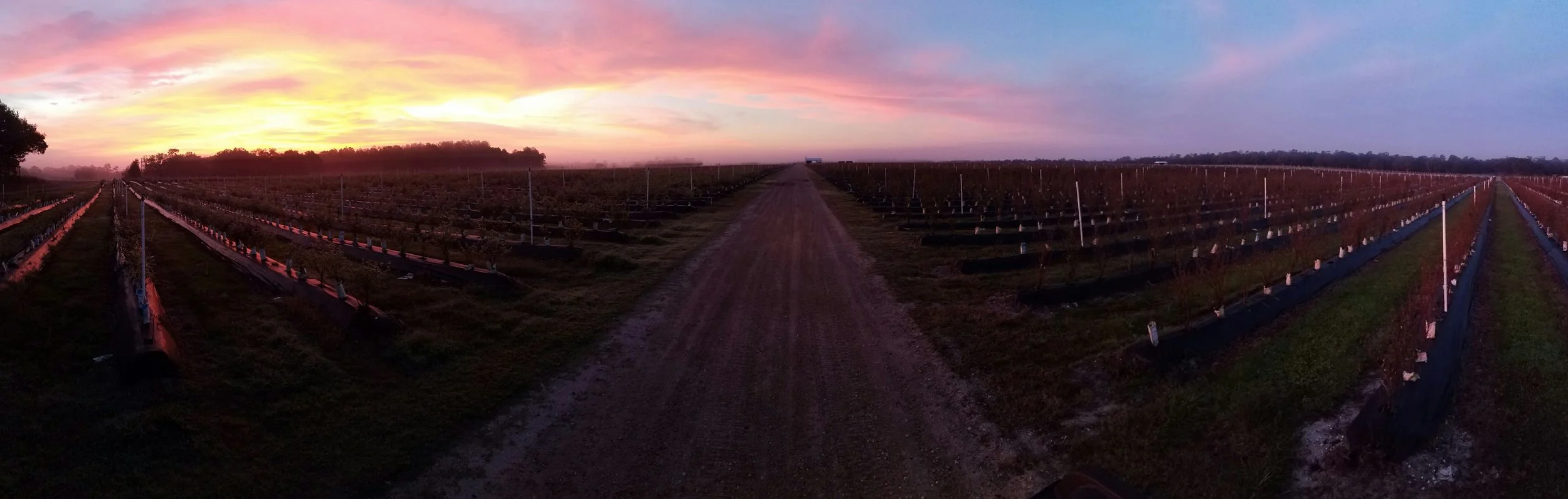 The fields at sunrise.