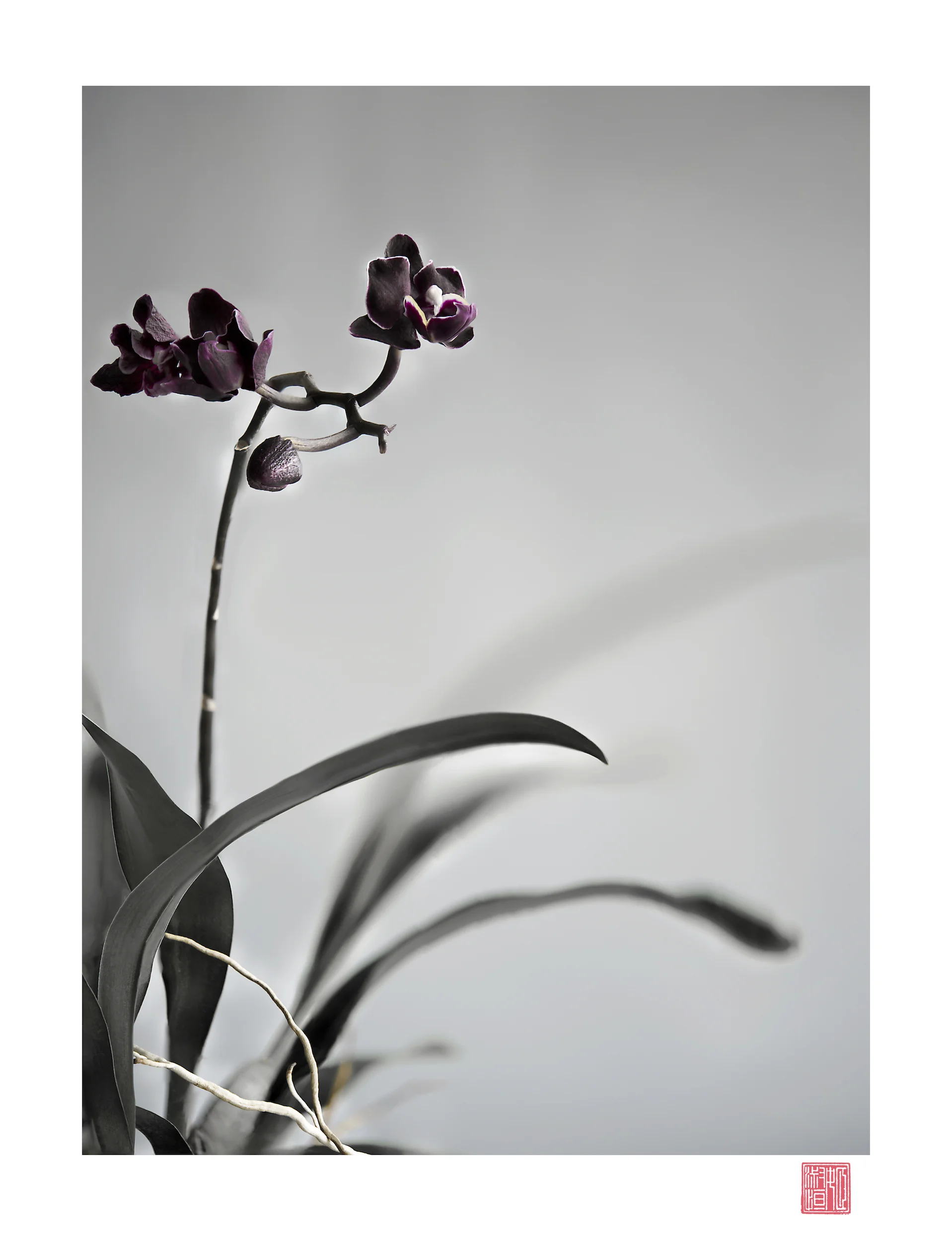 Orchid for website.jpg