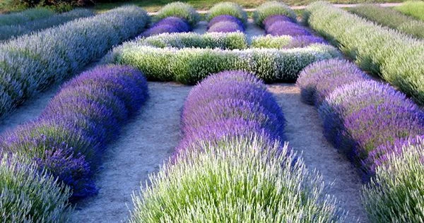 lavender_fields_essential_oils.jpg