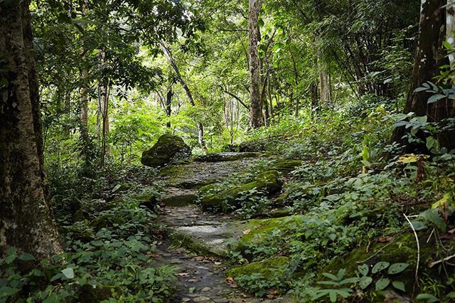 More of the wonderful forest paths up Doi Suthep.