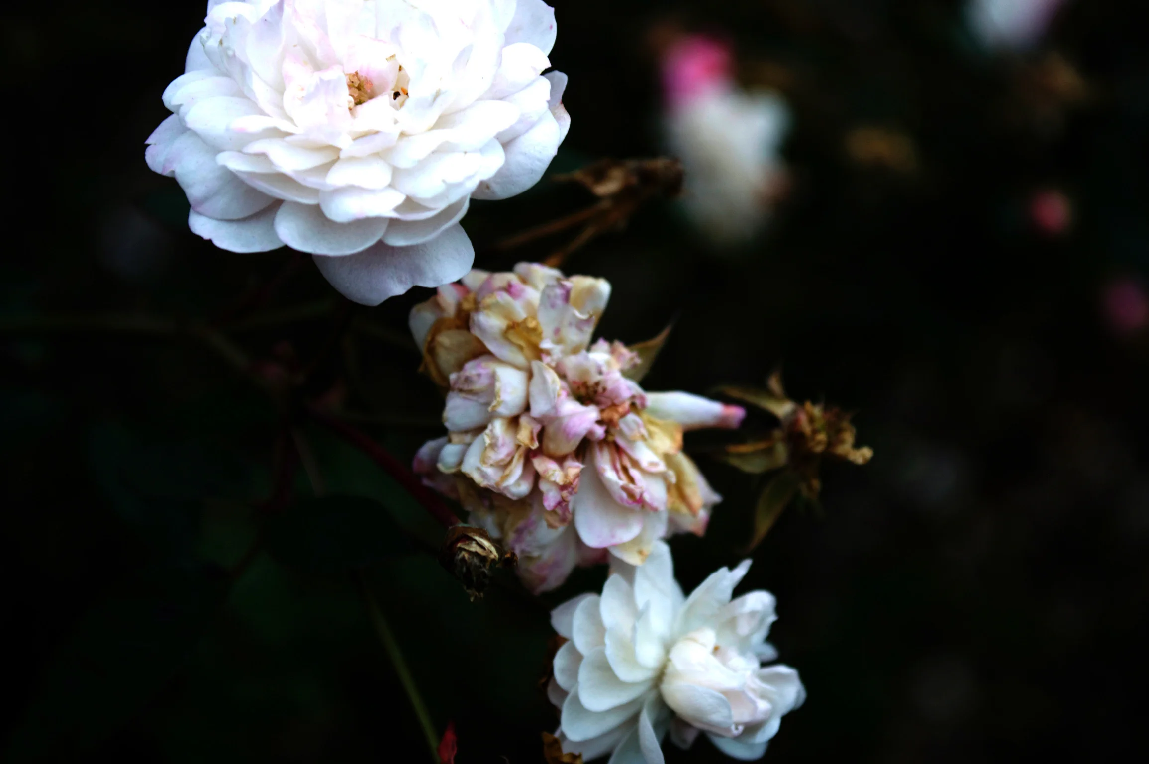 DSC_0431.jpg