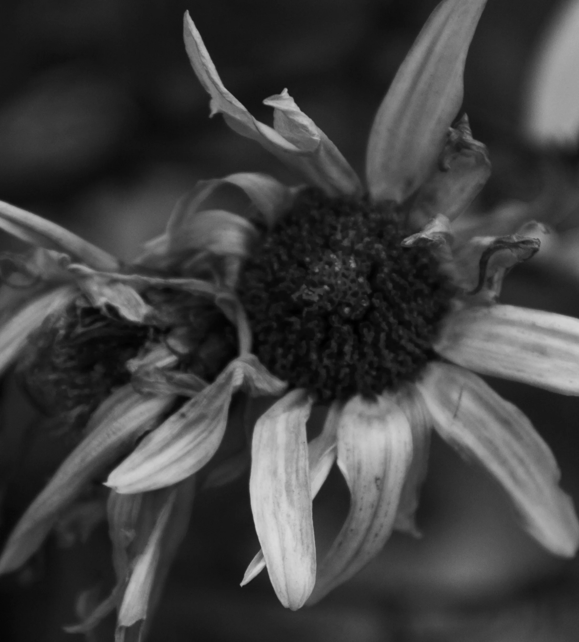 DSC_0374.jpg