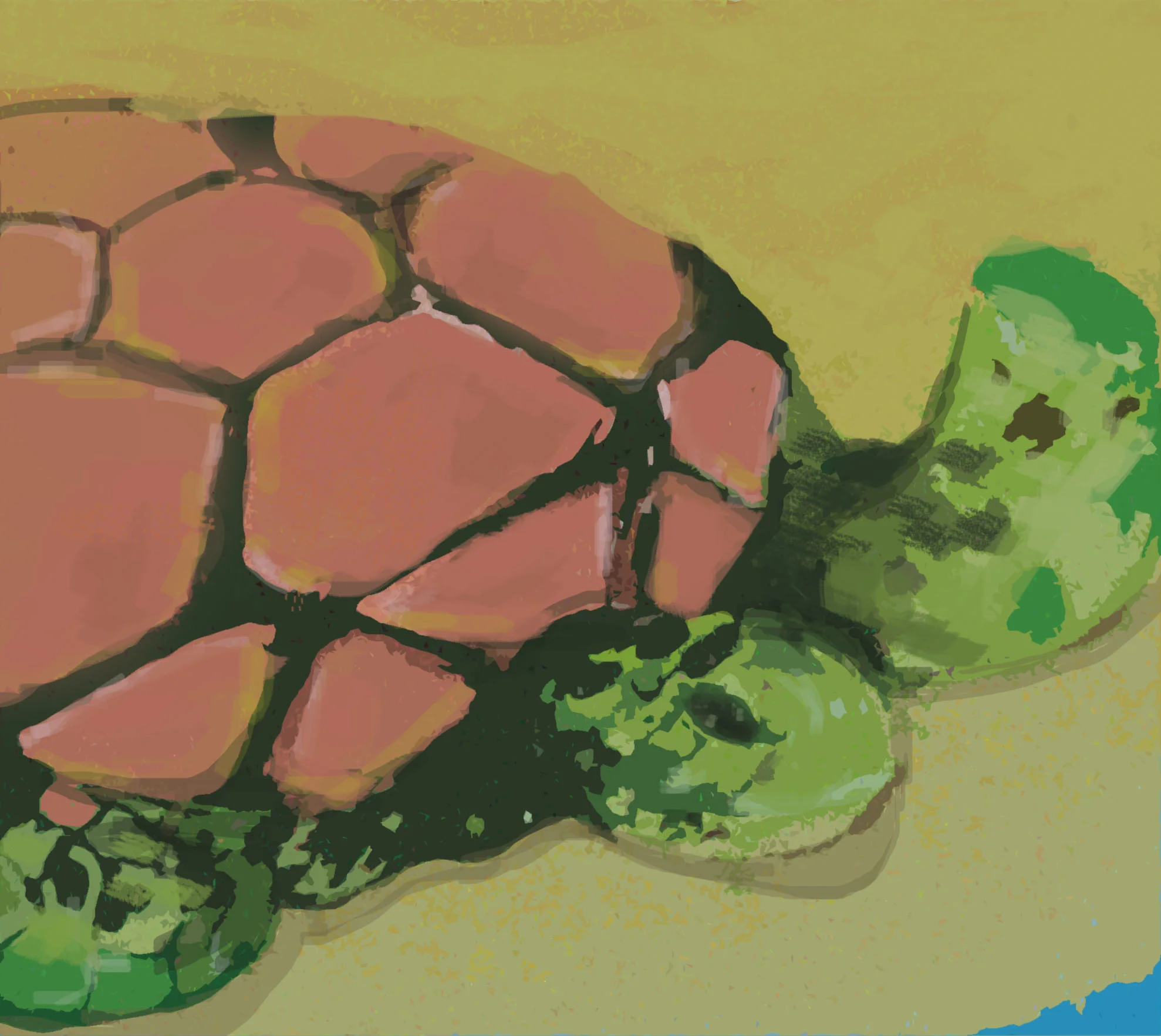 Turle at sea,2-01.jpg