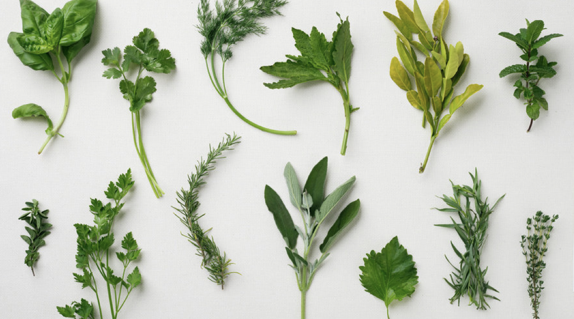 ZAP REFRESH: GO GREEN WITH BURPEE HERBS