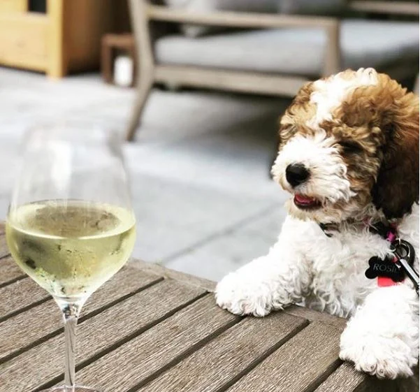 AROUND TOWN: Celebrate Man's Best Friend on #NationalDogDay