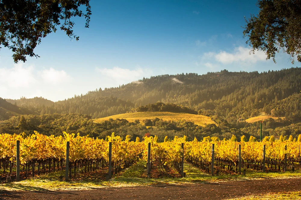 Image via Napa Valley Tours & Transportation