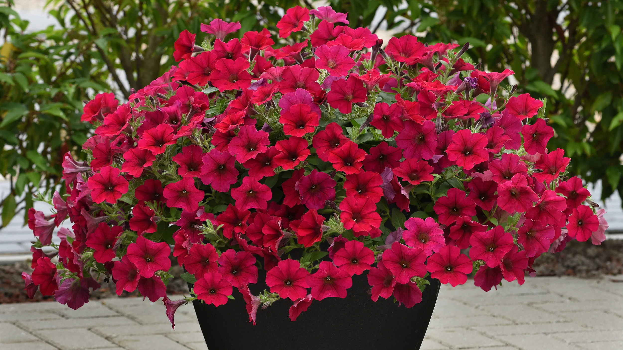 ZAP REFRESH: Styling Your Outdoor Space for Spring