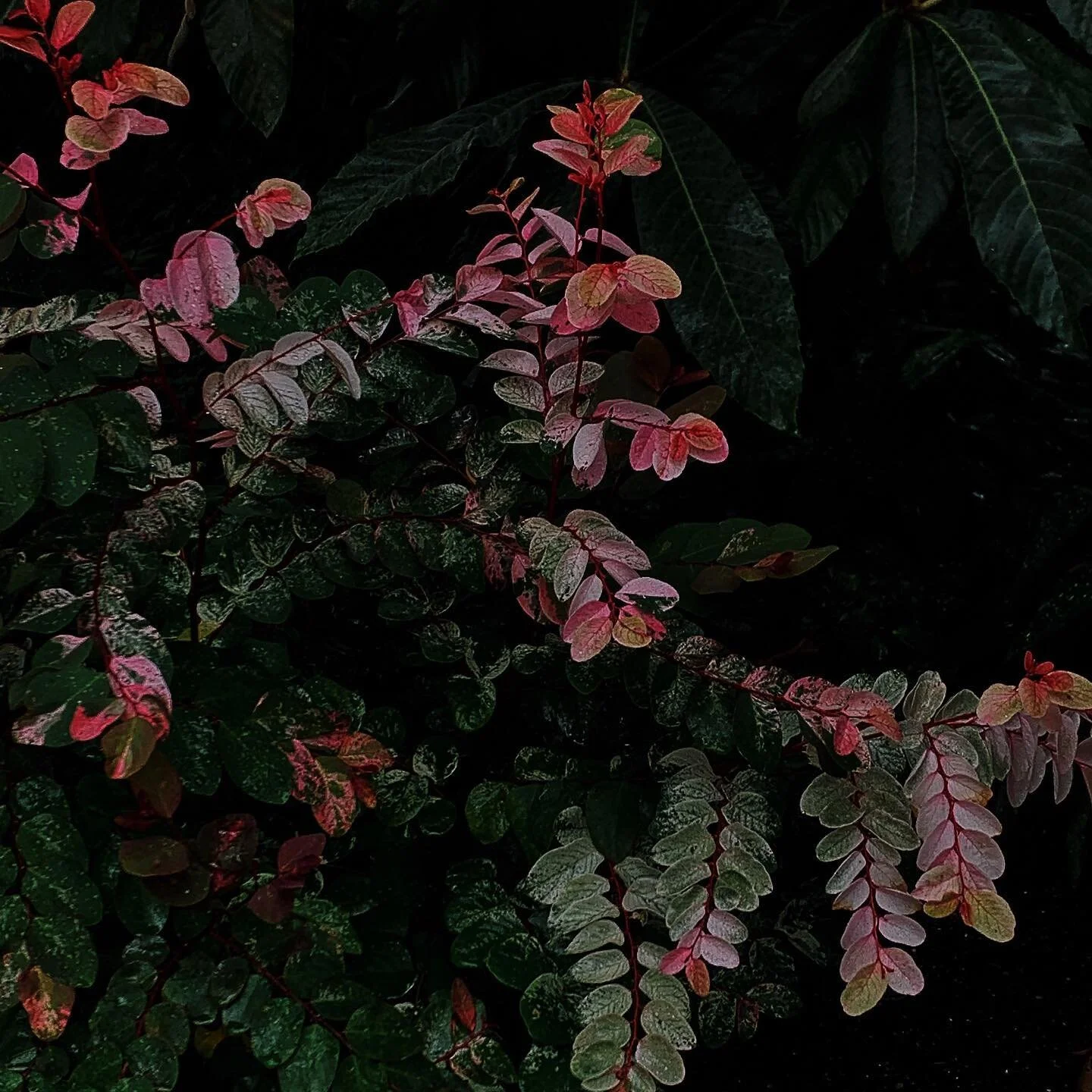 Whispering... #nybg #botanical #plants #flowers #vsco #phonephotography