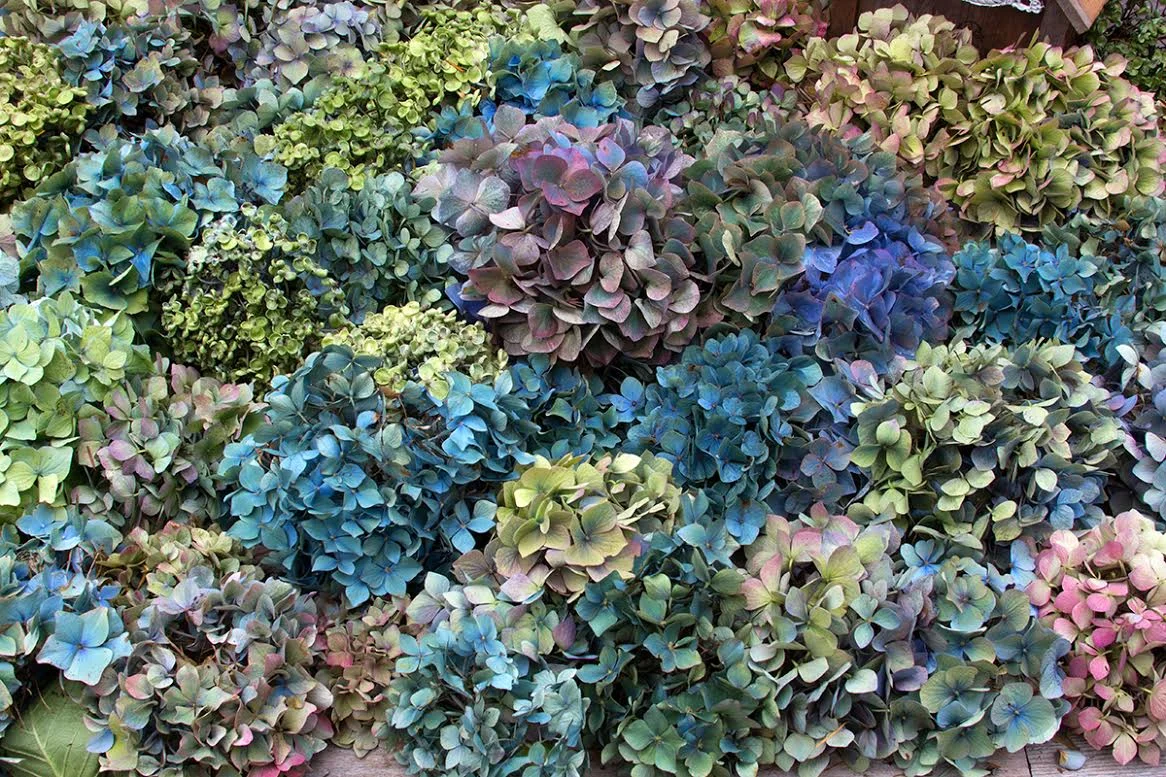 All About Hydrangea Class