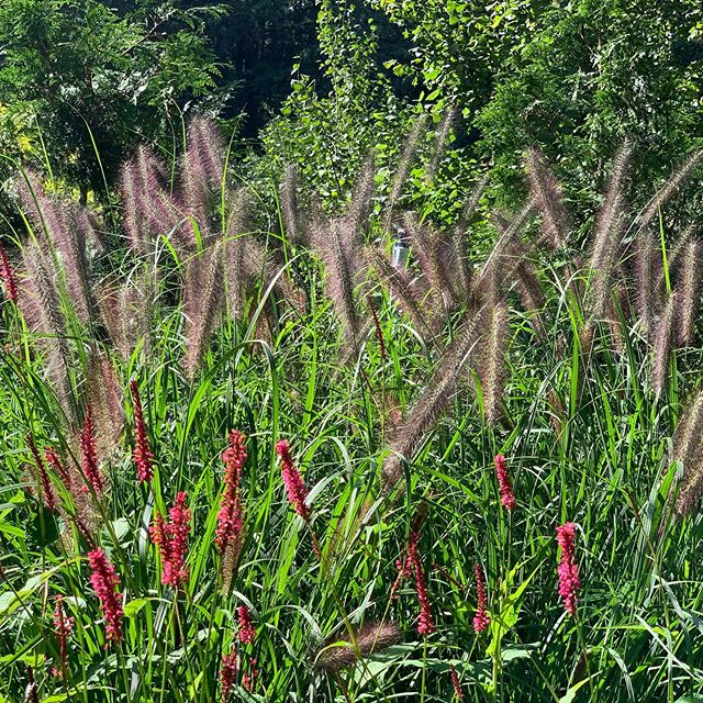 Pennisetum &lsquo;Red Head&rsquo; with red firetail (Persicaria amolexicaulis) in the foreground