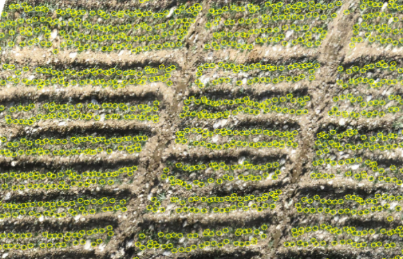 CONTEO DE PLANTACION