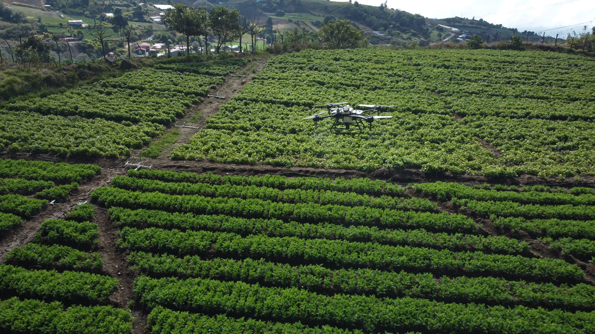 DJI_0595.jpg