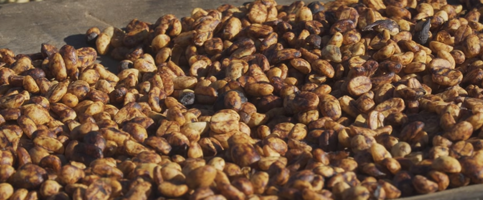 Los drones que desafían Tarrazú y revolucionan el café.