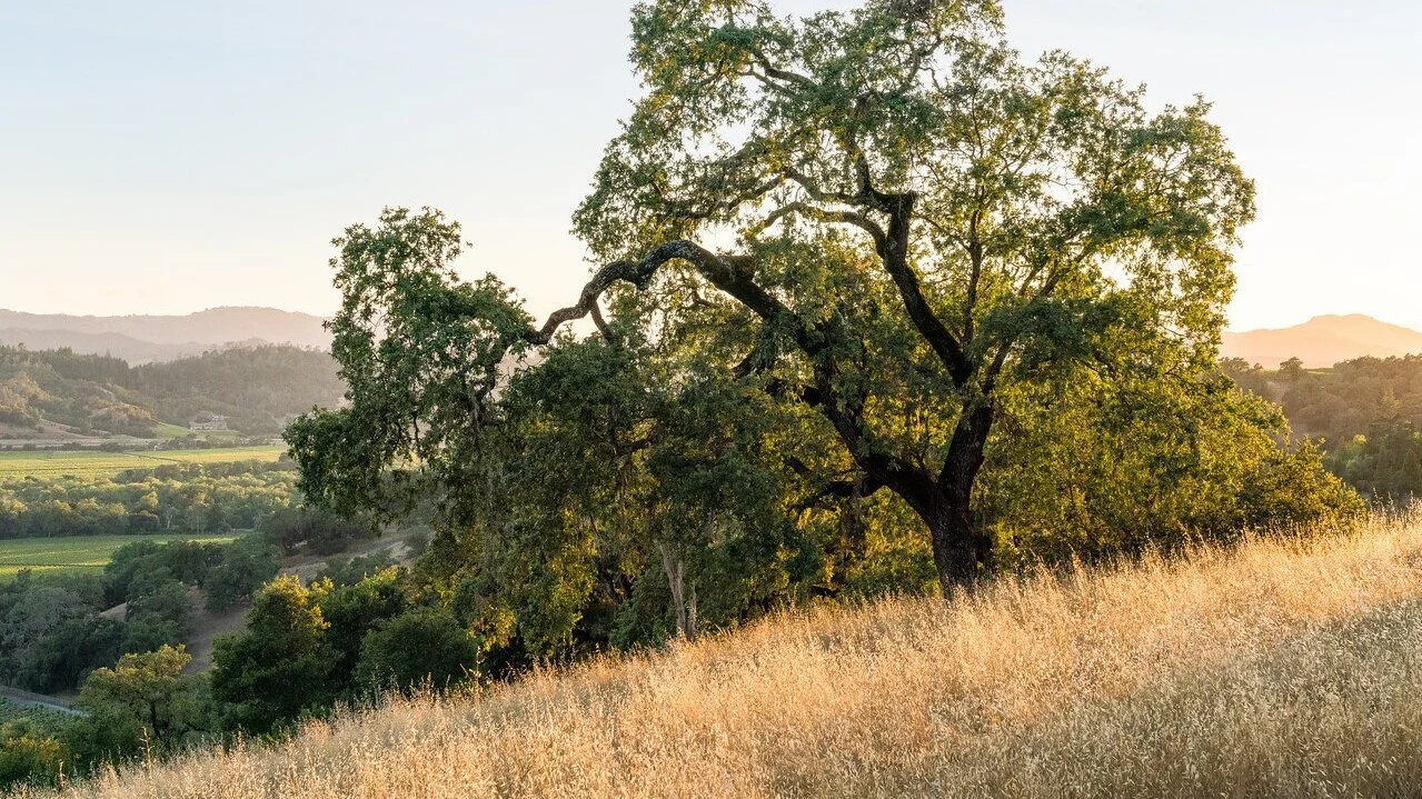 Modern+Landscapes-Adam+Potts+Photo33-X2.jpg