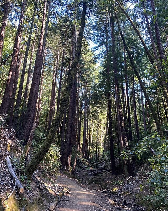 A walk in the redwoods #nature #calm