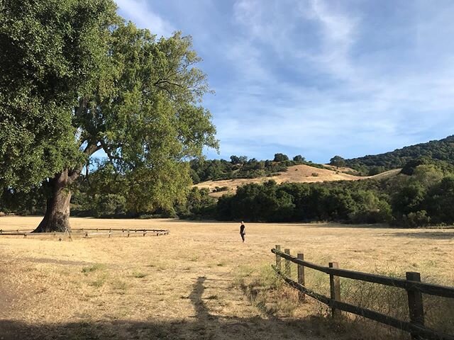 Me for scale #hugetree #nature #mountainview