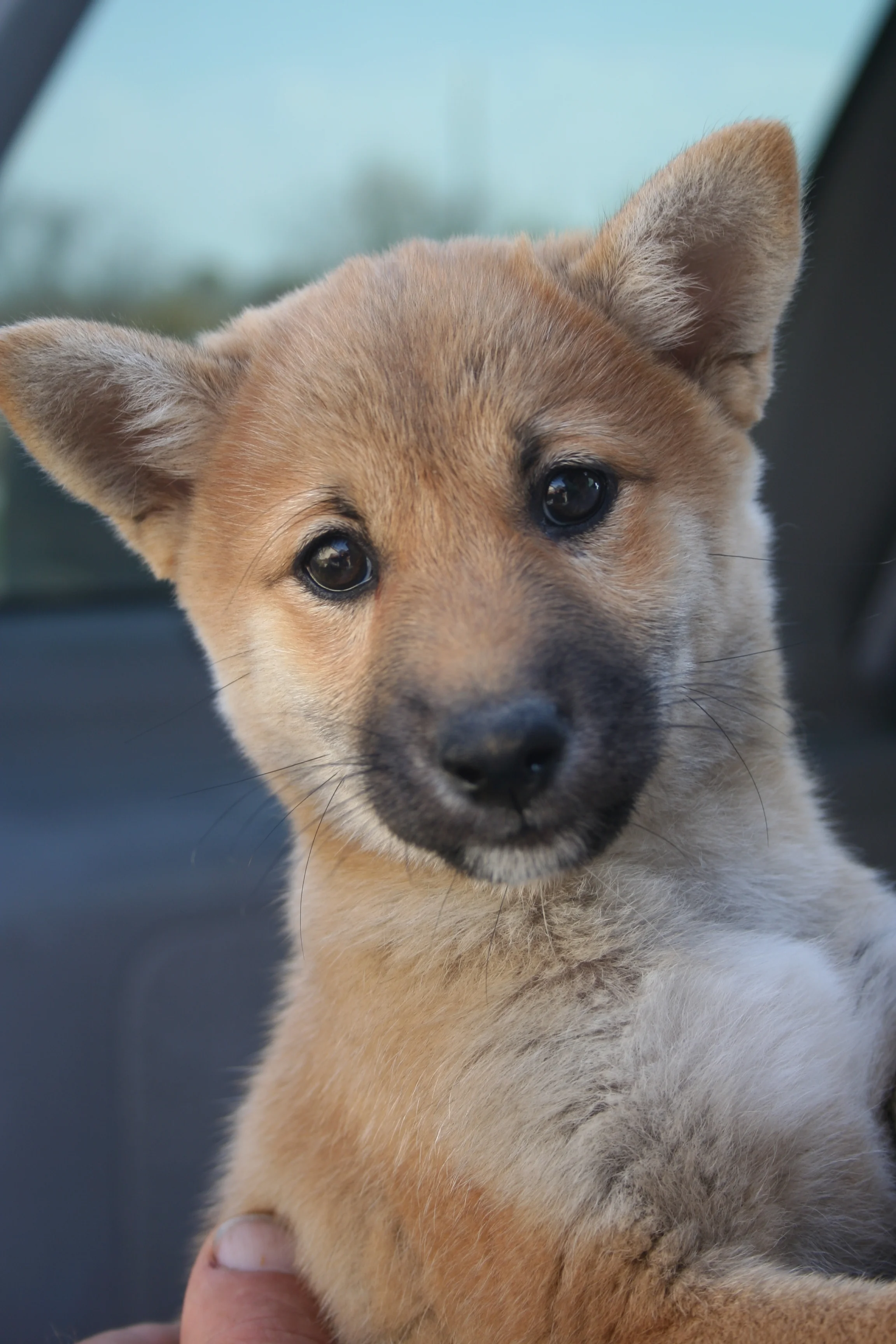 Central Iowa Pups Boxer Shiba Breeder In Iowa