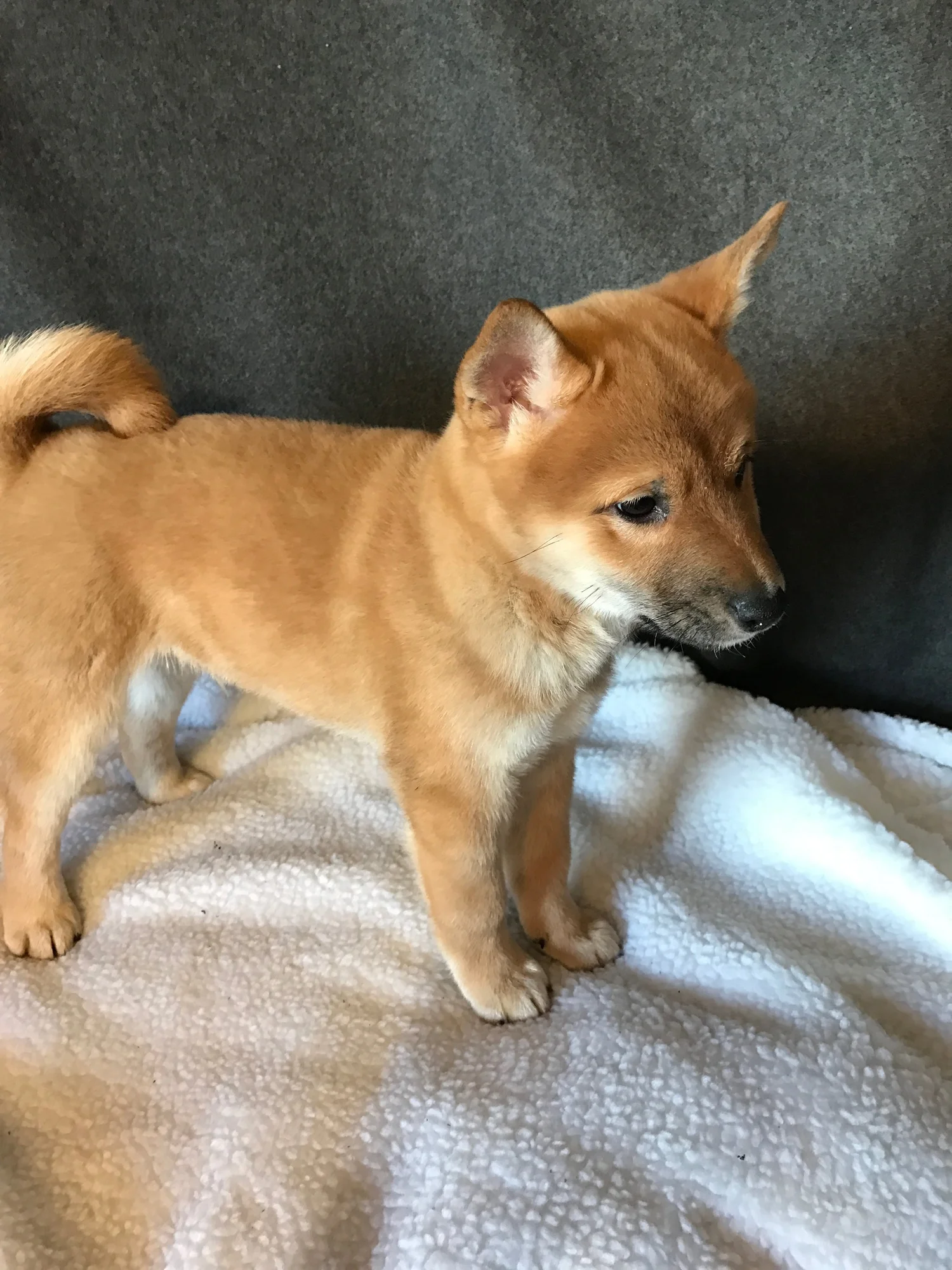 Central Iowa Pups Boxer Shiba Breeder In Iowa