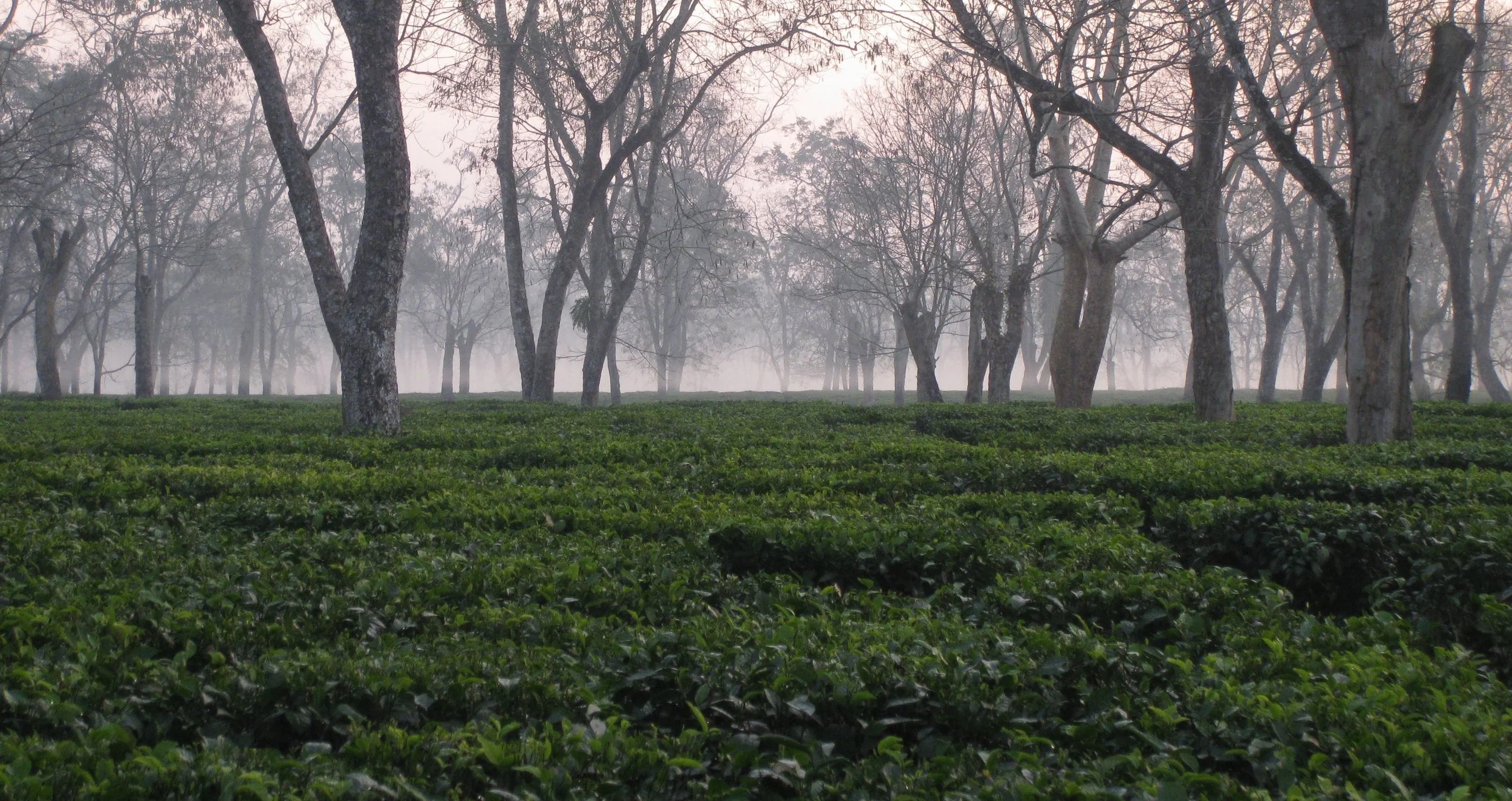 third-culture-tea-assam-darjeeling-estate-single-origin.jpg