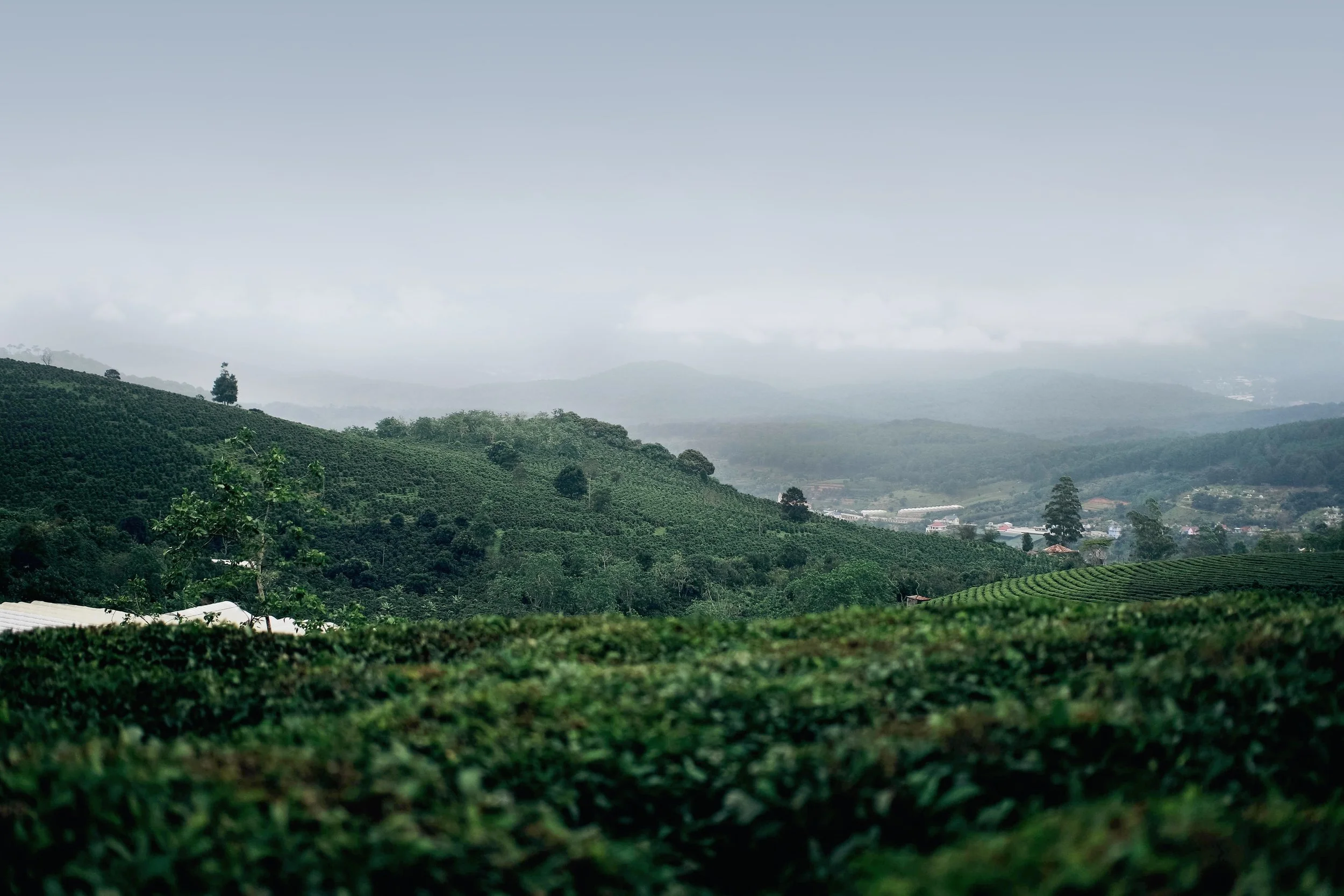 tea-darjeeling-estate.jpg