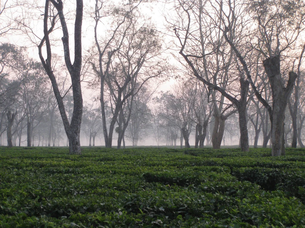 assam-tea-third-culture-coffee.jpg