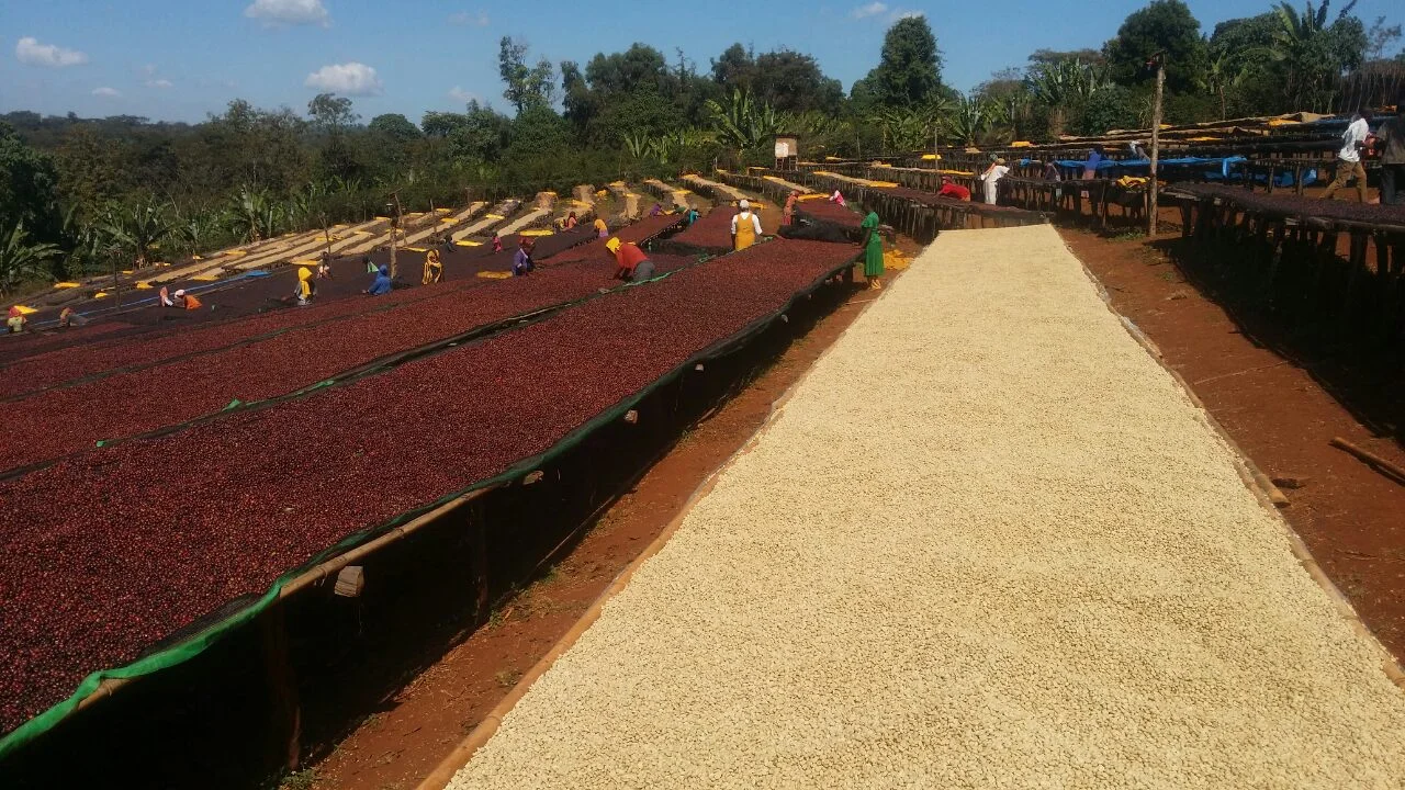 ethiopia-guji.jpg