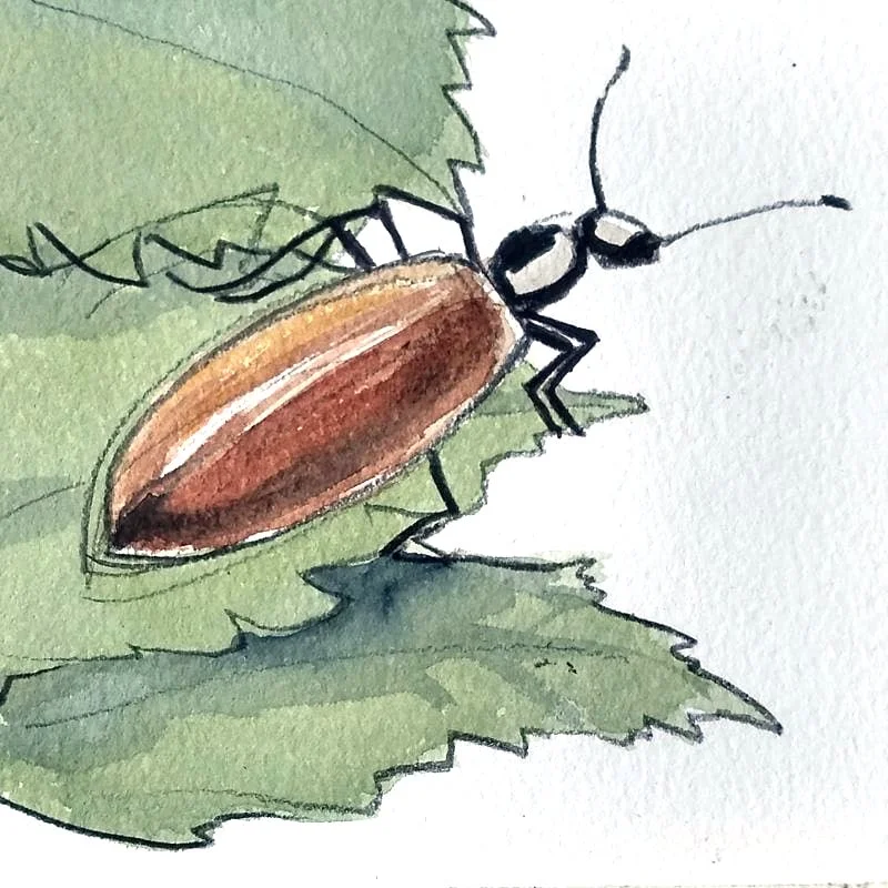 Events - awake the garden - Adele bug drawing.jpg