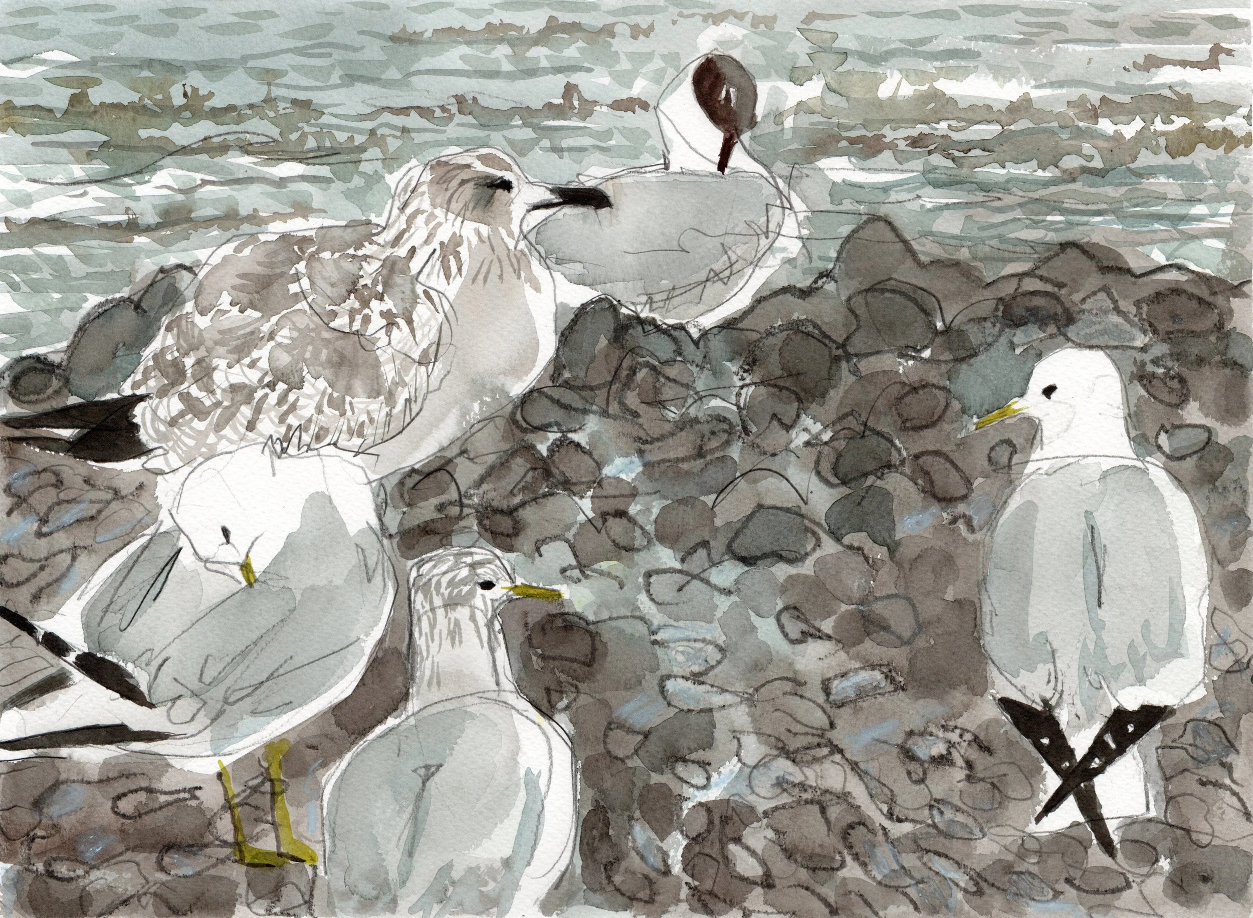 Gulls on Stoney Bank - Adele Pound.jpg
