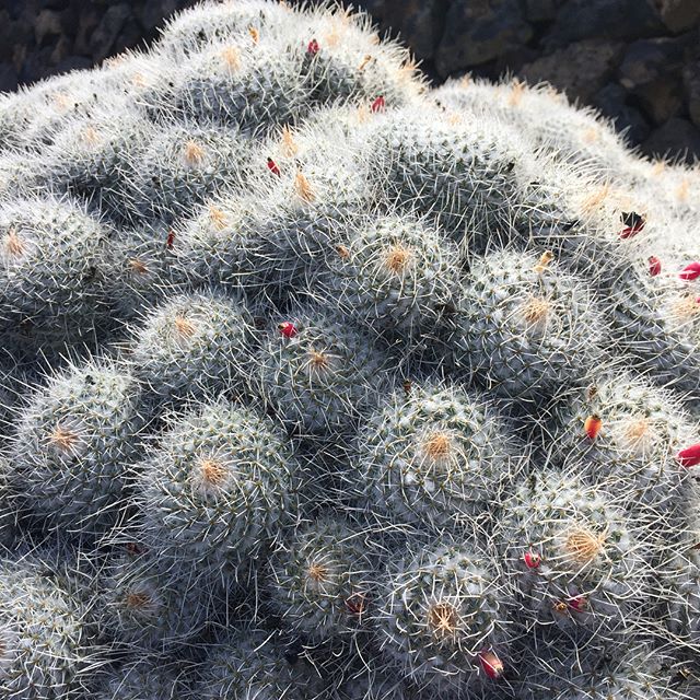 #jardendecactus