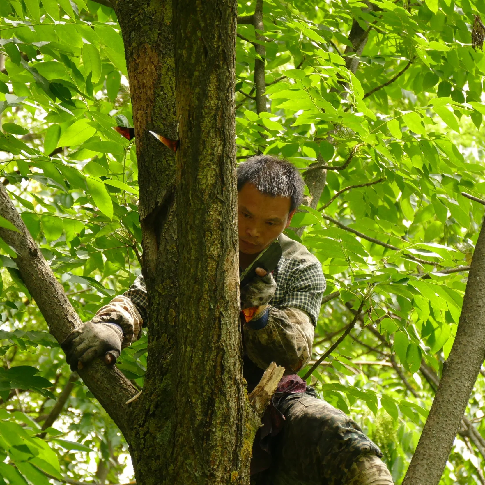 中国漆産地調査へ