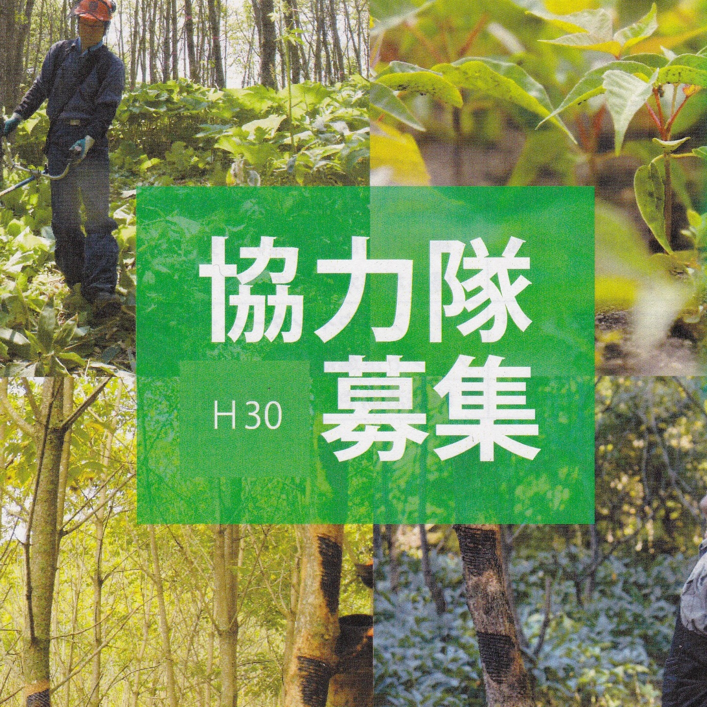 H30　協力隊募集　漆林フォレスター