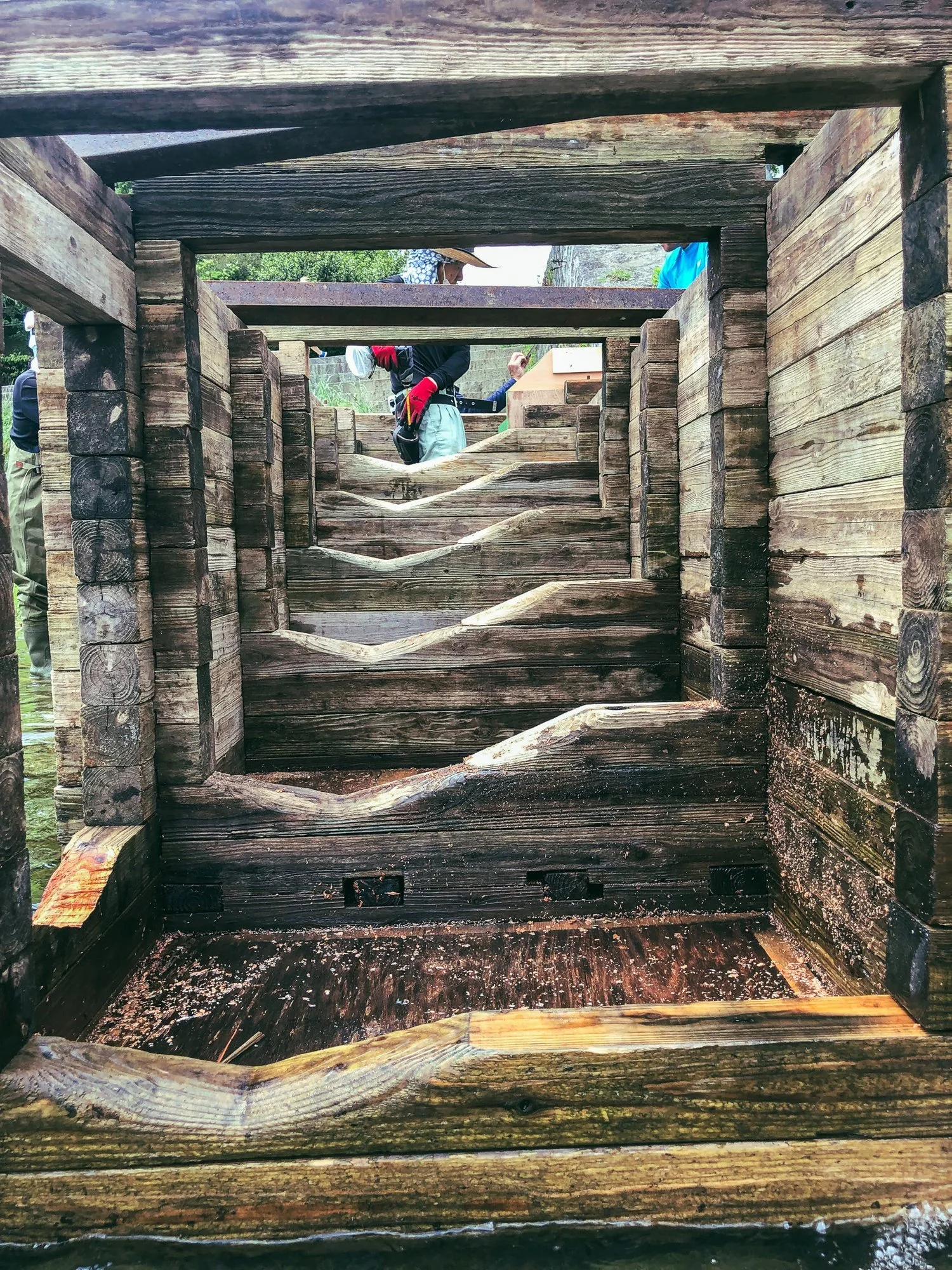 鴨川の天然アユの道作りへ