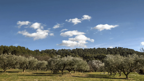 Nous vous proposons de séjourner sur site, à l'Auberge la Fenière ... Dans un parc sublime de 7 hectares au coeur du Luberon... 