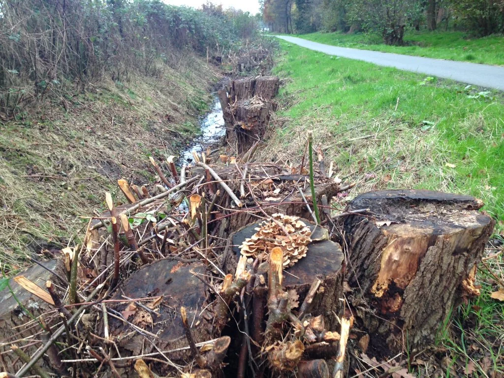 De gemeente liet de oude elzenstobben herhaaldelijk klepelen, waardoor de bomen ernstig verzwakt raakten. Deze foto werd genomen in 2015 (foto Patrick Jansen)