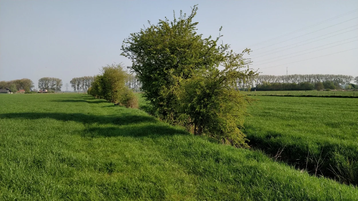  Van de talloze heggen die vroeger Binnenveld en Nude sierden zijn er nog maar enkele over. Het nieuwe collegeprogramma heeft de ambitie dit verlies te herstellen. 